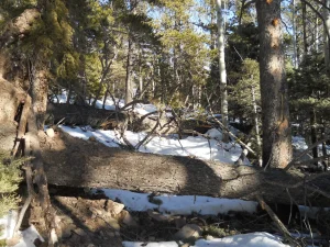 Downed trees across a wilderness trail.