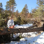 Using a chainsaw on a downed tree across CR198