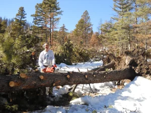 Using a chainsaw on a downed tree across CR198